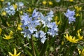 Bloom of wild blue hyacinths near the ruins of Amberd Fortress in spring in Armenia