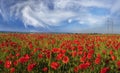 Bloom wild poppies Royalty Free Stock Photo