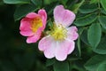 Bloom of wild rose shrub Royalty Free Stock Photo