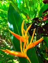 A bloom of yellow Heliconia flower