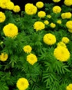 Bloom yellow marigold garden, marigold trees background; Nature wallpaper