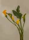 Bloom yellow-orange zantedeschia calla lily