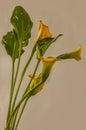 Bloom yellow-orange zantedeschia calla lily \