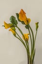 Bloom yellow-orange zantedeschia calla lily \