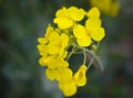 Bloom of yellow raps close up