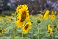 Bloomed colorful sunflowers in a field close up background Royalty Free Stock Photo