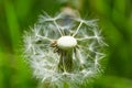 Bloomed dandelion from green grass