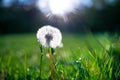 Bloomed dandelion in macro