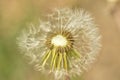 Bloomed dandelion in nature grows from green grass.Old dandelion closeup.Plant Royalty Free Stock Photo