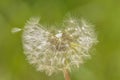 Bloomed dandelion in nature grows from green grass.Old dandelion closeup.Plant Royalty Free Stock Photo