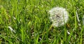 Bloomed dandelion in nature grows from green grass. Wind. dandelion closeup