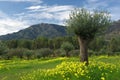 Bloomed Fields, Olive's Trees and Mountains Royalty Free Stock Photo