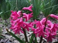 Bloomed 1 spring flowers hyacinths pink very beautiful and cute Spring is beautiful That`s great
