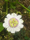 Bloomed Passion flower white Royalty Free Stock Photo