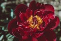 Bloomed Peony flower close up. Floral background. Green thumb concept. Home gardening. Botanical garden. Vivid colour. Blossom bud