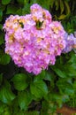 Bloomed Pink Hydrangeas