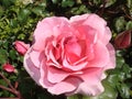 Bloomed Pink Rose Royalty Free Stock Photo