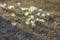 Bloomed snowdrops close-up Royalty Free Stock Photo
