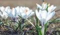 Bloomed snowdrops close-up Royalty Free Stock Photo