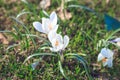 Bloomed snowdrops close-up Royalty Free Stock Photo