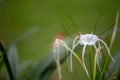 Bloomed Spider Lilly Royalty Free Stock Photo