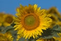 Bloomed sunflowers