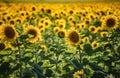 Bloomed sunflowers in the field Royalty Free Stock Photo