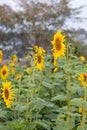 Bloomed sunflowers on the tree in a field Royalty Free Stock Photo