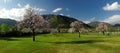 Bloomed Trees Green Fields and Mountains Royalty Free Stock Photo