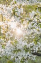 White flowers of blooming tree in spring at sunset Royalty Free Stock Photo