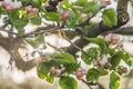 Bloomig apple tree in spring Royalty Free Stock Photo