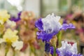 Bloomig blue iris flower Royalty Free Stock Photo