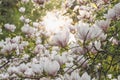 Blooming magnolia branches in Prague Royalty Free Stock Photo