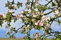 Bloomimg Apple Tree
