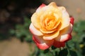 Bloomimg Queen Sirikit Rose, Rosa `Queen Sirikit` is a hybrid ro Royalty Free Stock Photo