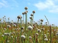 Bloomin Eriocaulon heterolepis under the blue sky