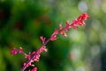 Bloomin Red Yucca