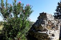 Blooming acacia in the ruins of the Berat Fortress Royalty Free Stock Photo