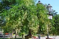 Blooming acacia tree in Odesa, Ukraine