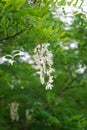 Blooming Acacia white, Robinia pseudoacacia, in June. Berlin, Germany