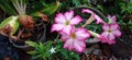 blooming adenium flower in the garden