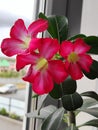 Blooming adenium flower with pronounced petals