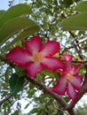 The blooming adenium flowers look beautiful and beautiful in red