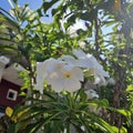 The blooming Adenium flowers look beautiful in the sunlight