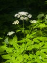 Blooming Aegopodium podagraria or Bishop`s weed close-up, selective focus, shallow DOF