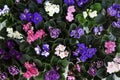 Blooming African violets Royalty Free Stock Photo