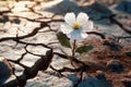 Blooming Against the Odds: Finding Hope in a Desolate Landscape Royalty Free Stock Photo