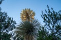 Blooming agave Royalty Free Stock Photo