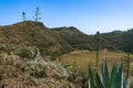 Blooming Agave At The Caldera Los Marteles Royalty Free Stock Photo