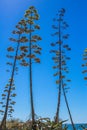 Blooming agave trees against the sky Royalty Free Stock Photo